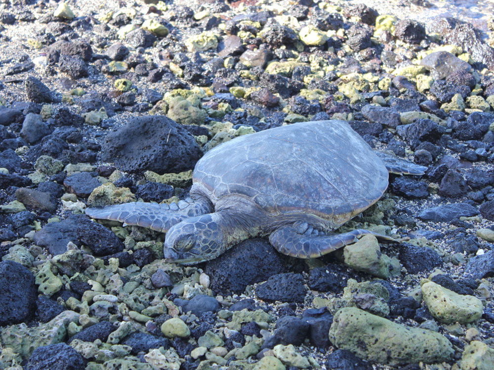 Sleepy Turtle or Honu Hawaii