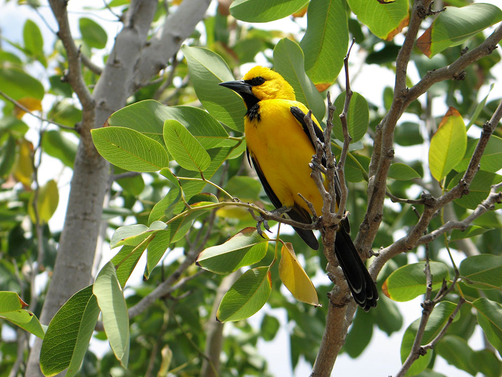 birds01