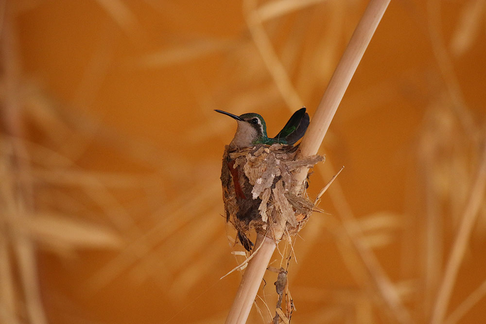 blue tailed emerald hummingbird
