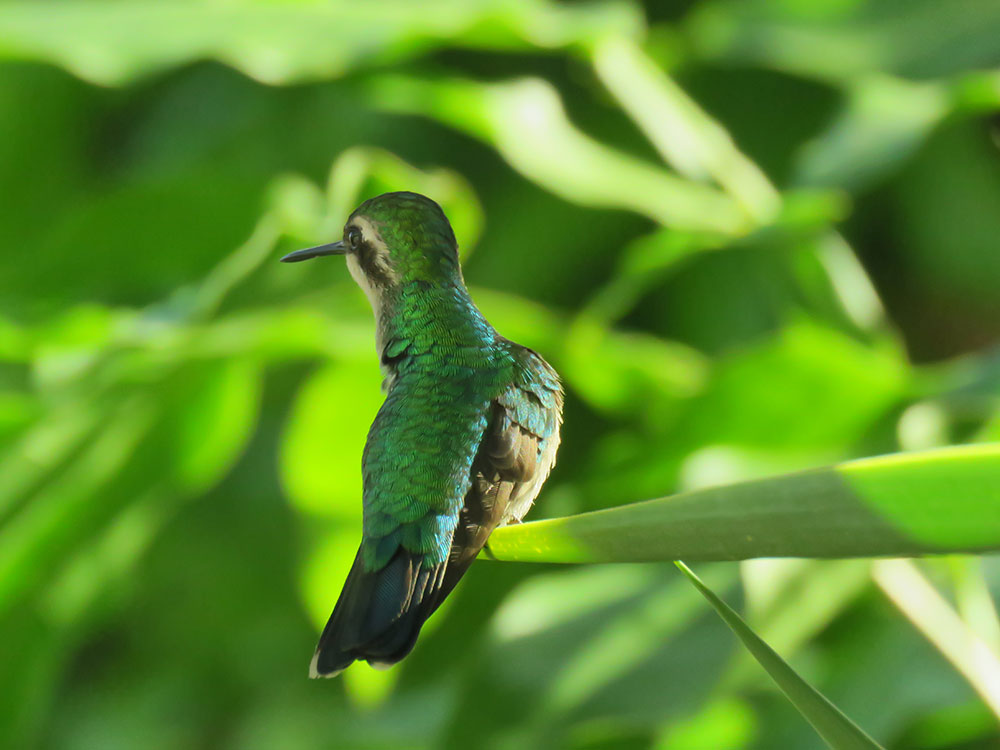 blue tailed emerald hummingbird
