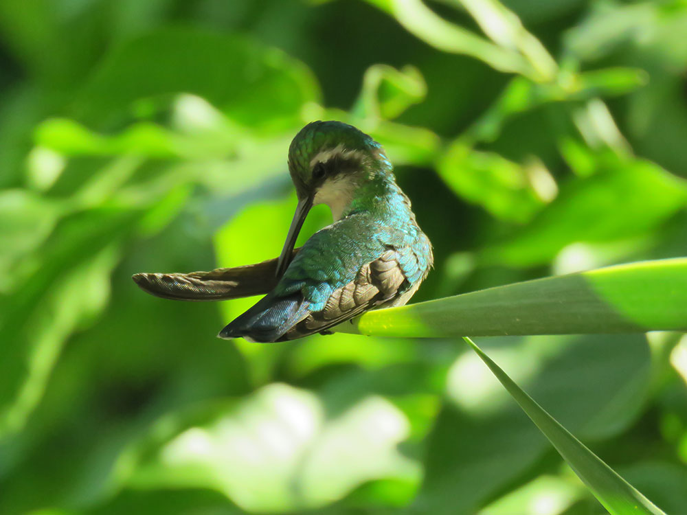 blue tailed emerald hummingbird