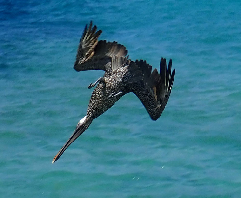 brown pelican