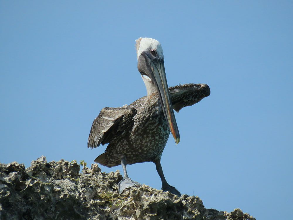 brown pelican