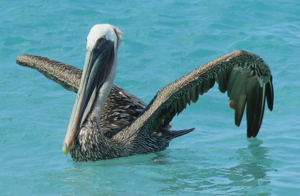 brown pelican