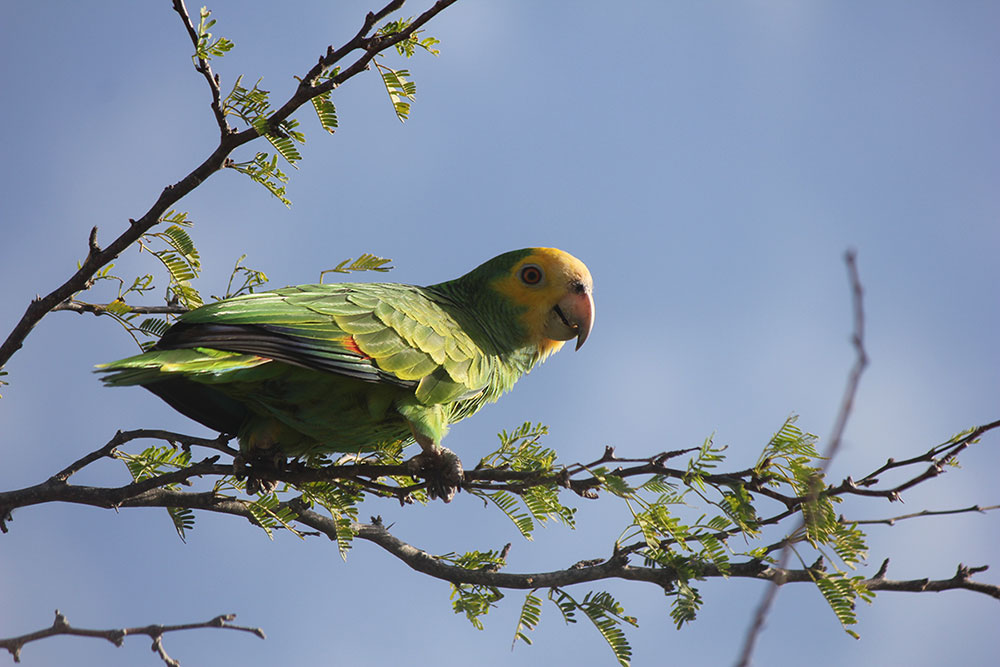 yellow shouldered parrot