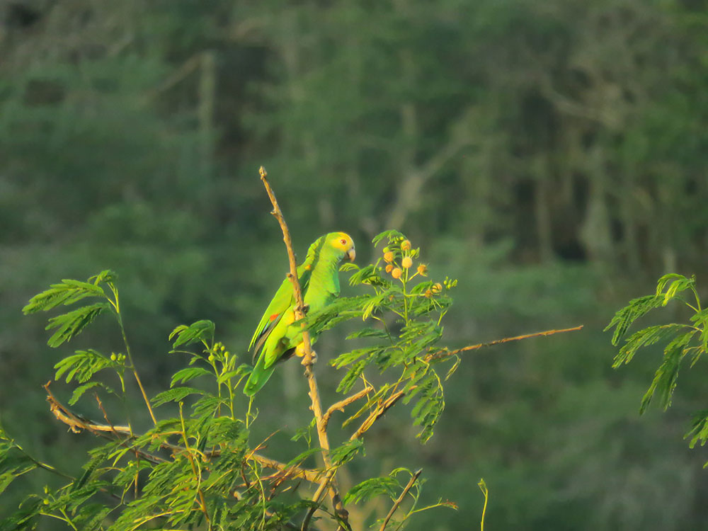 yellow shouldered parrot