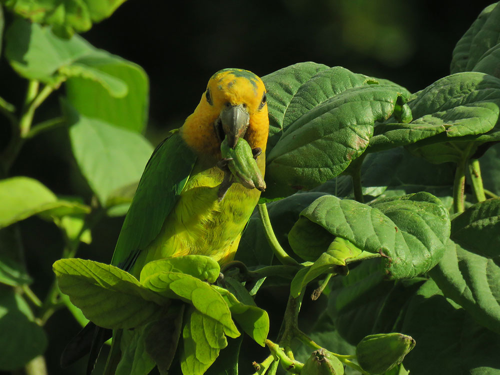 yellow shouldered parrot