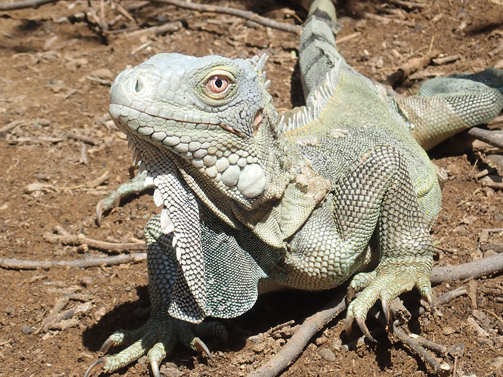 green iguana01