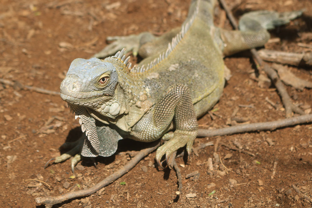 green iguana02