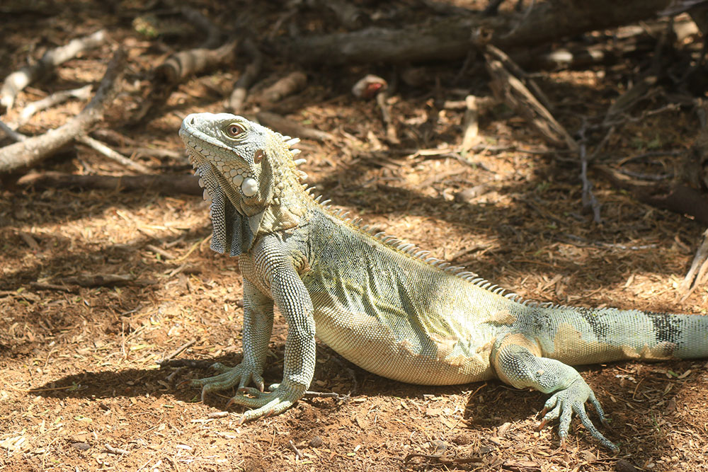 green iguana03