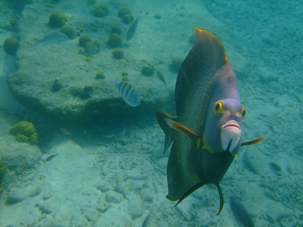 french angelfish