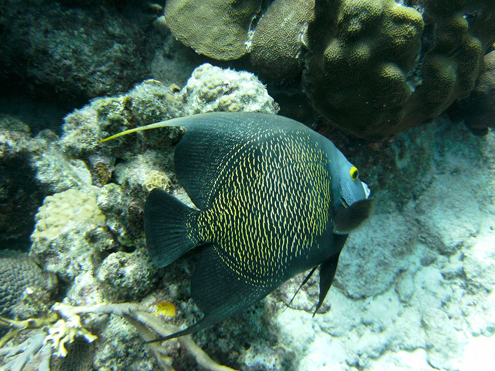 french angelfish