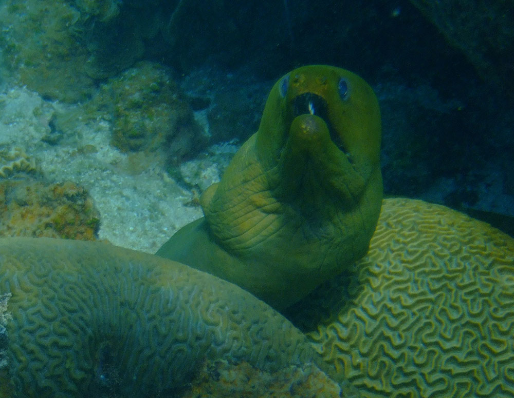 green moray eel bonaire