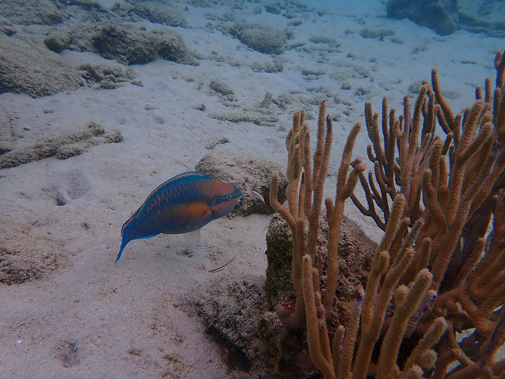 parrotfish bonaire scaridae