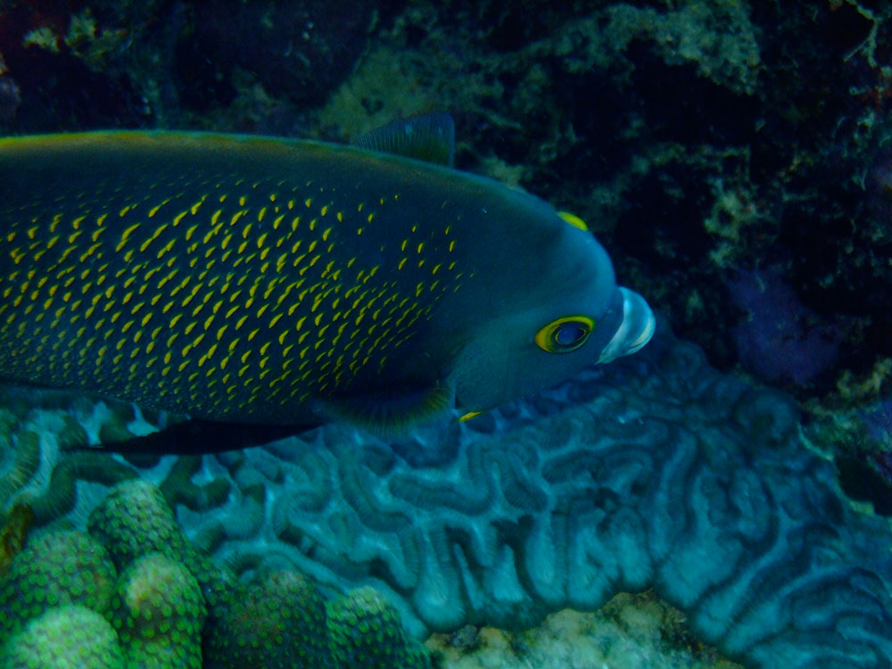 parrotfish bonaire scaridae