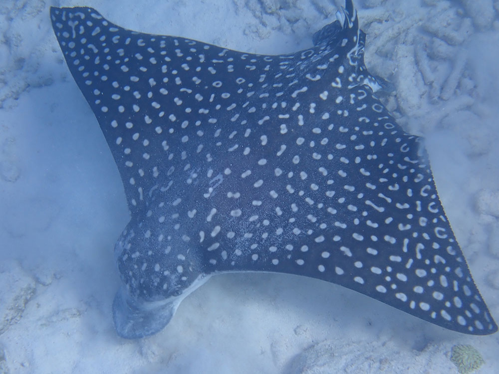 Spotted-Eagle-Ray
