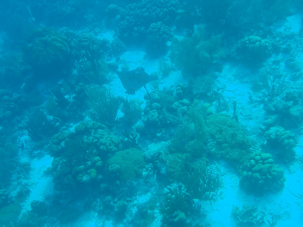 Spotted-Eagle-Ray