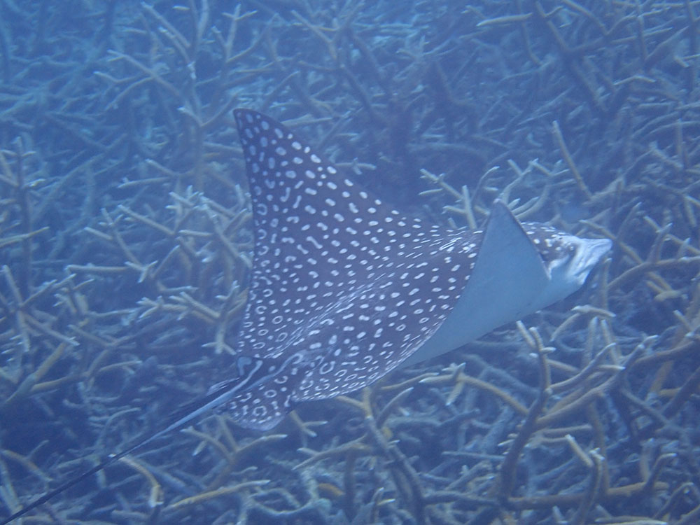 Spotted-Eagle-Ray