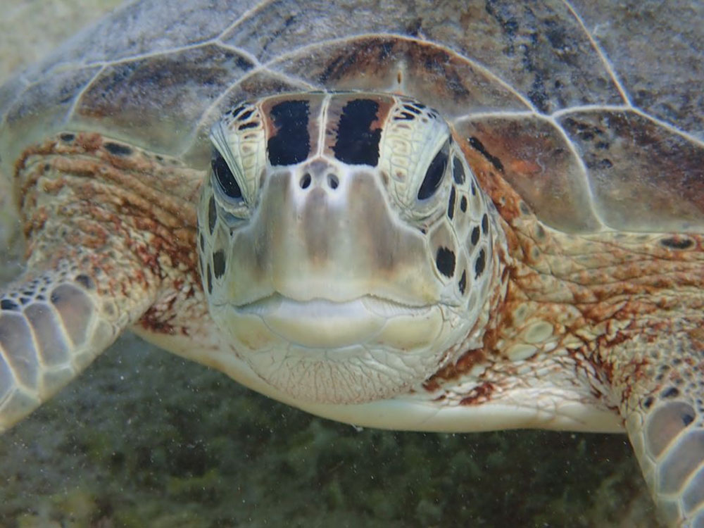 turtle01