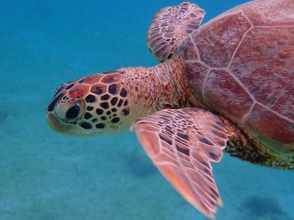 turtle02