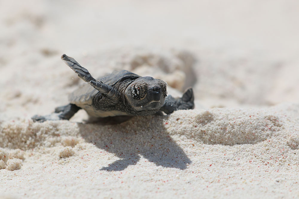 turtle03