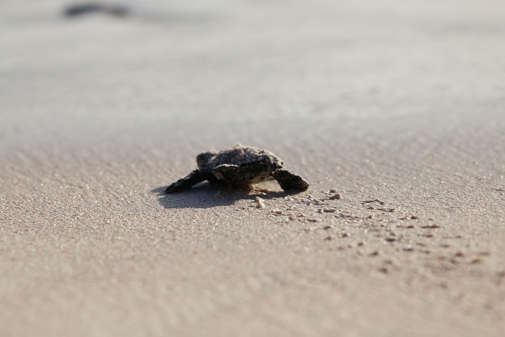 turtle04