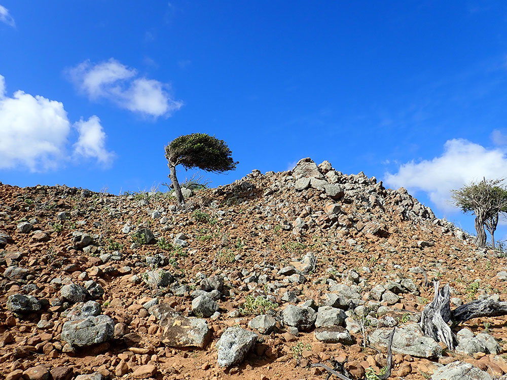 bonaire brandaris