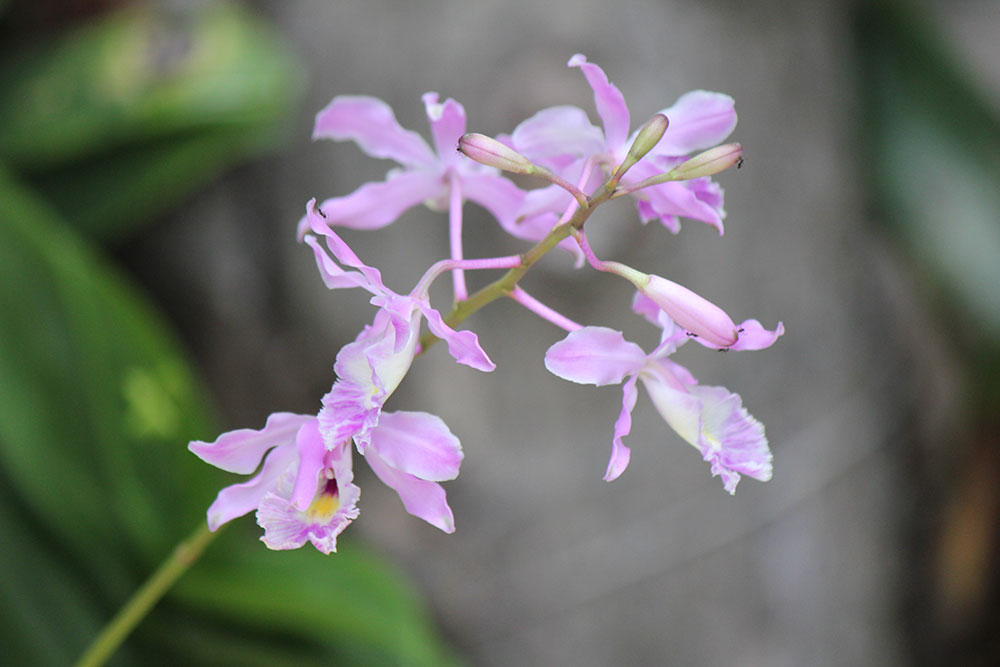 myrmecophila humboldtii orchid flowers
