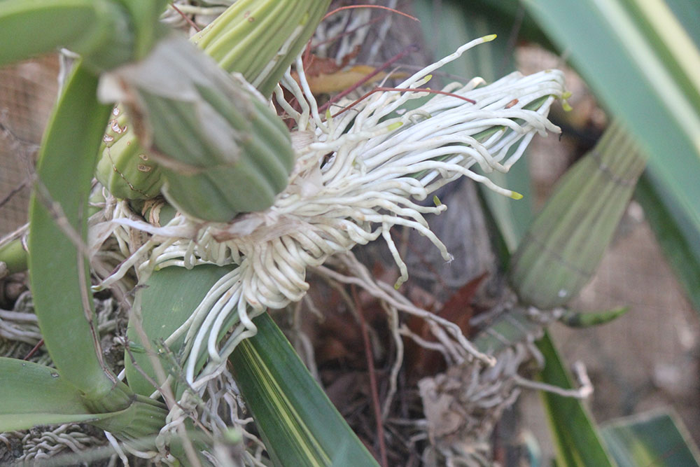 myrmecophila humboldtii orchid roots