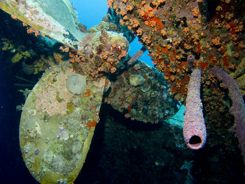 hilma-hooker-bonaire-diving