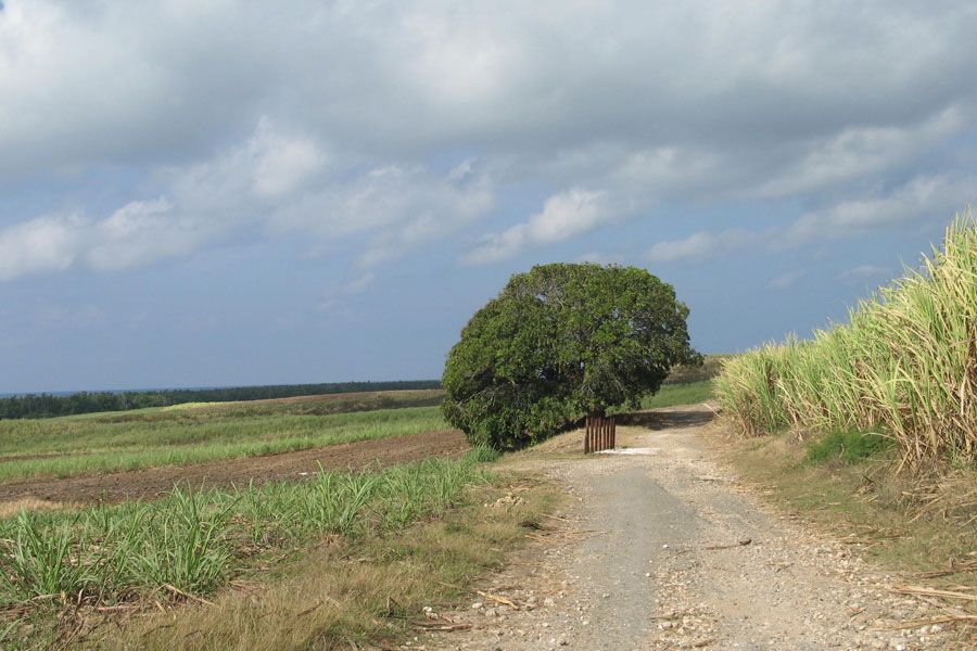 jamaica01