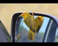 IMG 4788