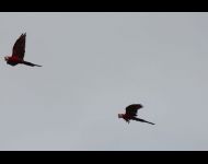 IMG 4309