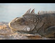 IMG 7974